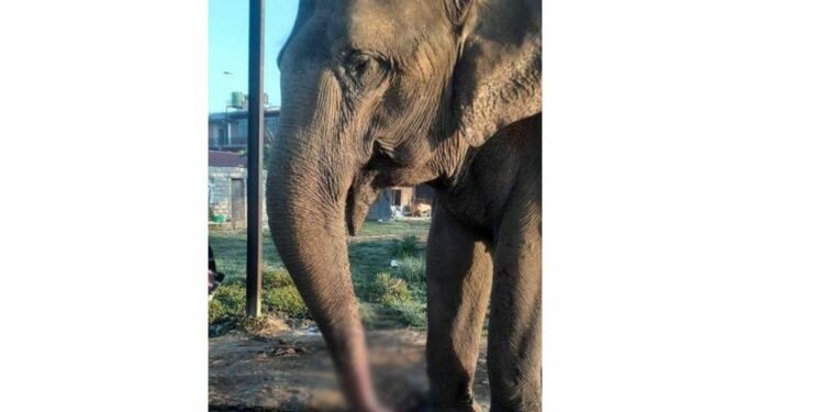 अज्ञात समूहले चन्चलकली हात्तीको छ इन्च सुँड काट्यो