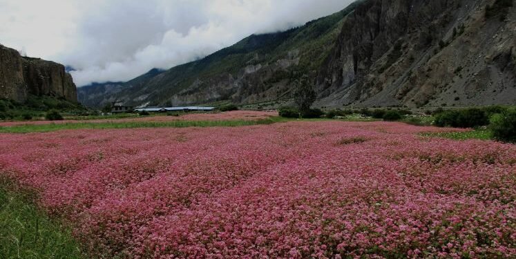 जुम्लामा फापर खेती घट्दै