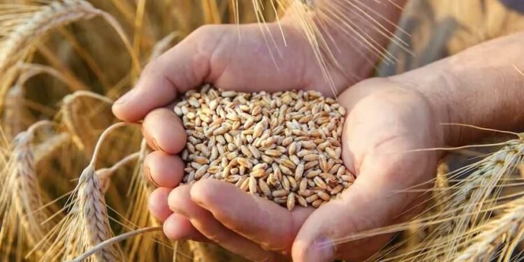 गहुँ आयात अनुमति दिनका लागि भारतलाई पत्राचार
