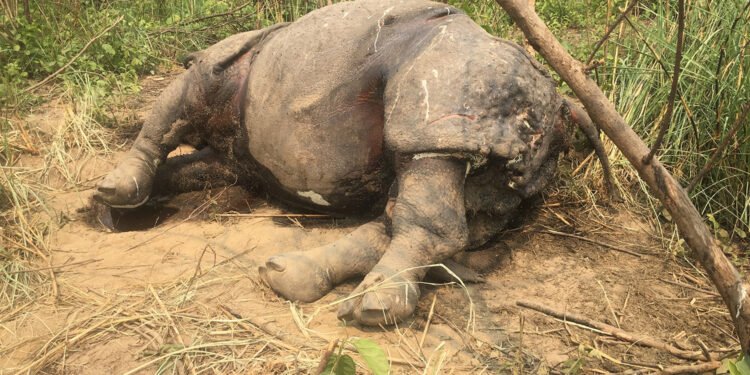 चितवन राष्ट्रिय निकुञ्जका दुई वटा गैँडा मृतावस्थामा फेला