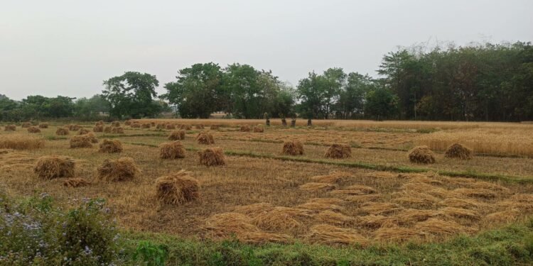 बेमौसमी वर्षाले गहुँबालीमा क्षति