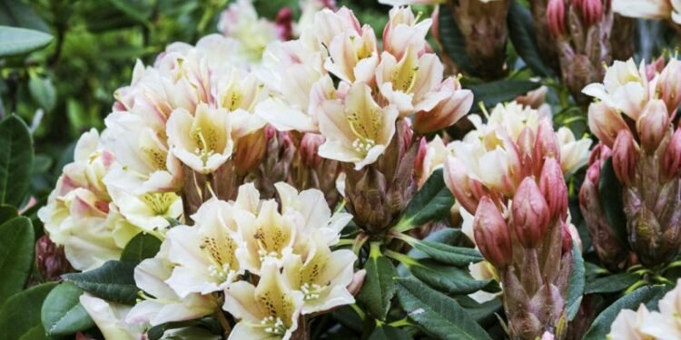 दुर्लभ ‘लोन्डेसी गुराँस’ संरक्षणको पर्खाइमा