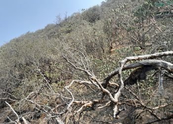 आलेख : बैंस नआएका लालीगुराँस