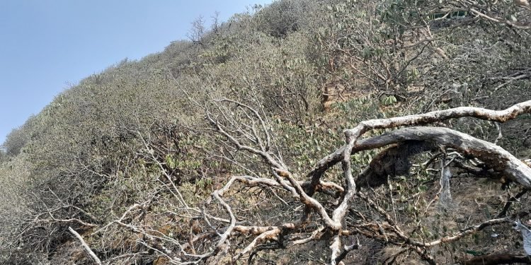 आलेख : बैंस नआएका लालीगुराँस