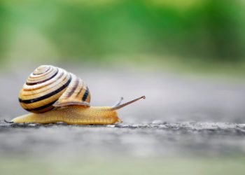 आफ्नो लिङ्ग काटेर फाल्ने, फेरि जोड्नसक्ने जीव