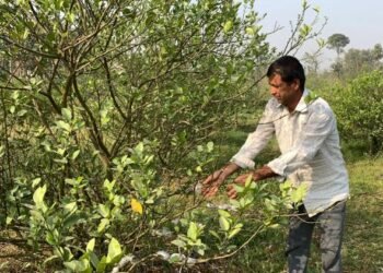 कागतीखेतीबाट वार्षिक २० लाख आम्दानी