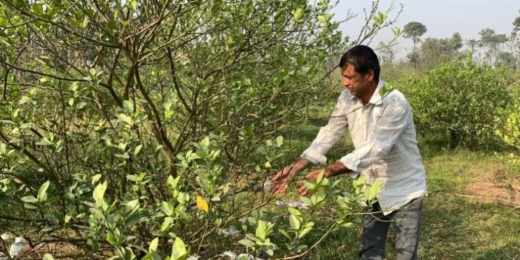 कागतीखेतीबाट वार्षिक २० लाख आम्दानी