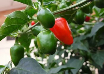 हेल्थ टिप्सः पिरो लागे पनि स्वास्थ्यका हिसाबले प्यारो खुर्सानी