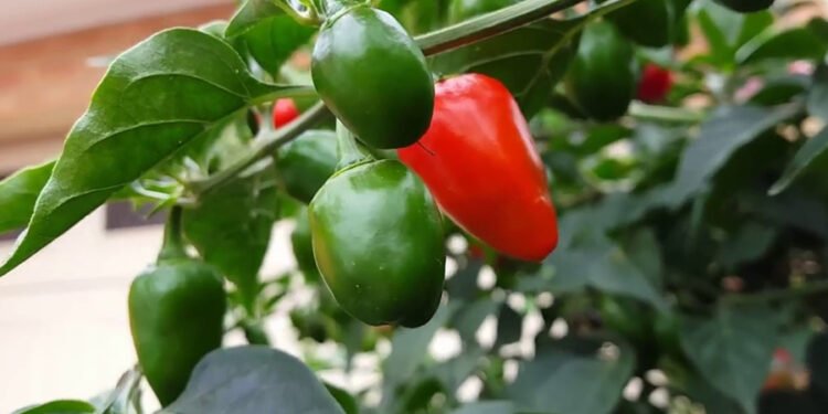 हेल्थ टिप्सः पिरो लागे पनि स्वास्थ्यका हिसाबले प्यारो खुर्सानी