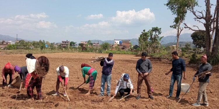 उखुखेती प्रवर्द्धन गर्दै रामपुरका युवा