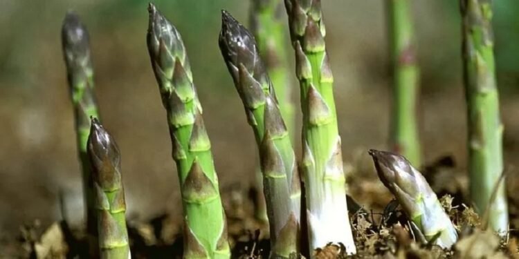 कुरिलो खेतीबाट मनग्य आम्दानी