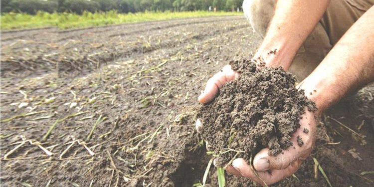 माटोमा अम्लीपनको मात्रा अधिक