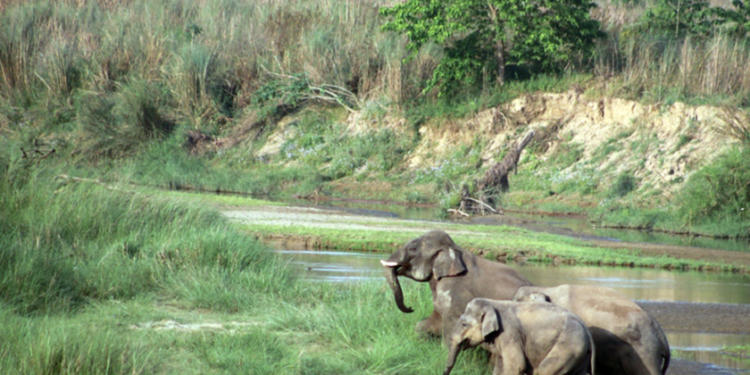 शुक्लाफाँटा राष्ट्रिय निकुञ्जमा गस्तीका लागि हात्ती अपुग