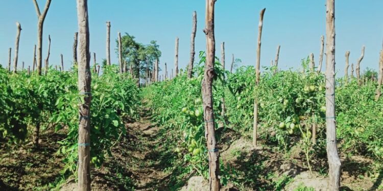 डडुवा, रानीटार र झुलेटारमा फस्टायो तरकारी खेती