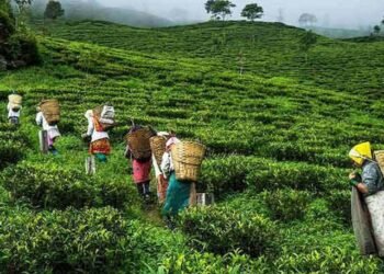चिया निकासीमा देखिएको अवरोध हटाउन आग्रह