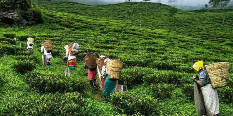 चिया निकासीमा देखिएको अवरोध हटाउन आग्रह