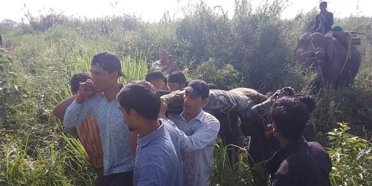 महिलालाई बेपत्ता बनाउने बाघ नियन्त्रणमा लिइयो