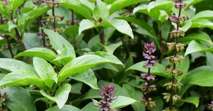 तुलसीको छेउछाउ कुन कुन बिरुवा रोप्नु हुदैँन ? जान्नुहोस