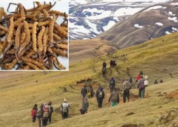 डोल्पामा लुकीछिपी यार्सा सङ्कलन गर्न जाने १३ जना पक्राउ
