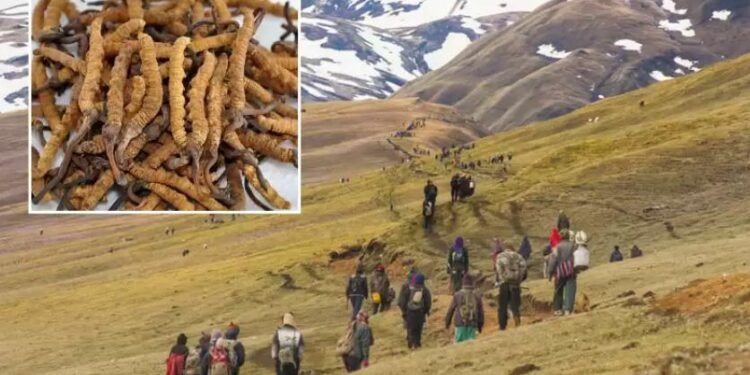 डोल्पामा लुकीछिपी यार्सा सङ्कलन गर्न जाने १३ जना पक्राउ