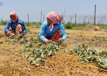 मेचीपारि जग्गा नेपालको, खेतीपाती भारतीयको