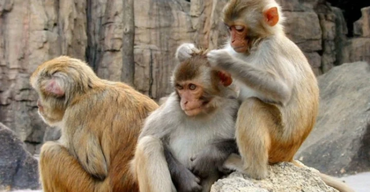 किसानको प्रश्‍नः सरकारले बाँदर बचाउने हो कि मानिस ?