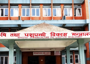 ६४ वर्षदेखि भेडापालनमा, थाहा छैन कृषक अनुदान