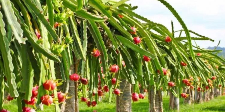 पुतलीबजारमा फस्टाउँदो ‘ड्रागन खेती’