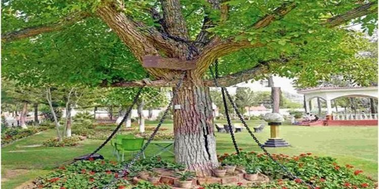 रोचक तथ्यः मख्खन रुख !