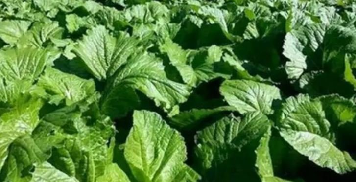 म्याग्दीको ढकायो विदेशमा कोसेली