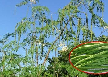 हेल्थ टिप्सः सजिउनमा पाइन्छ यति धेरै गुण