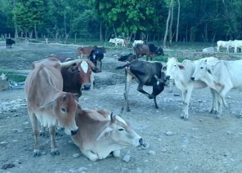 बाँकेमा गौ हत्या गर्नेलाई सेवा निषेध