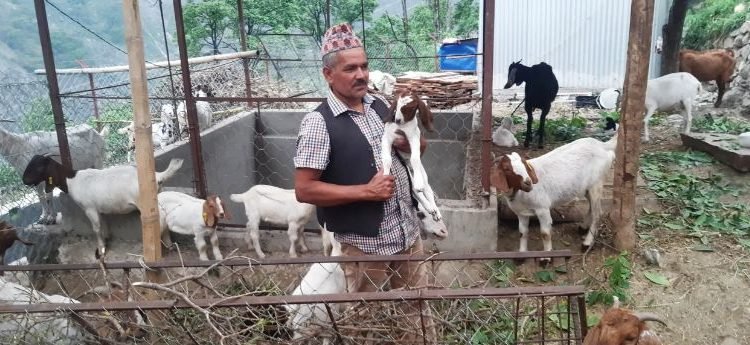 विदेशबाट फर्केर स्वदेशमै बाख्रा पालन