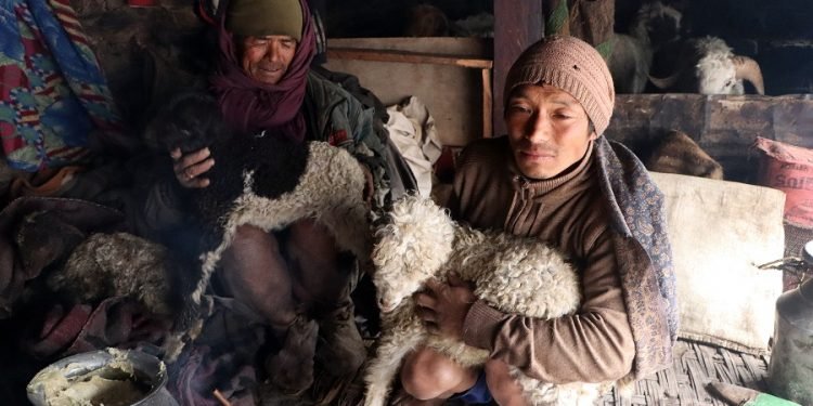 बेमौसमी झरीले भेडा मर्न थाले