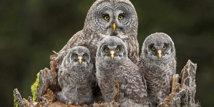 रोचक तथ्यः विमानभन्दा तेज चरा ?