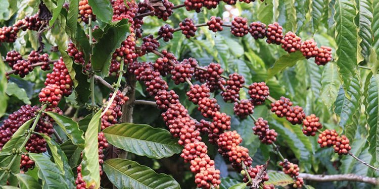 कफी खेतीमा जोड दिँदै खानीखोला