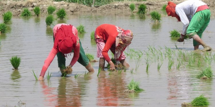 चैते धान प्रोत्साहन कार्यक्रममा अधिक निवेदन