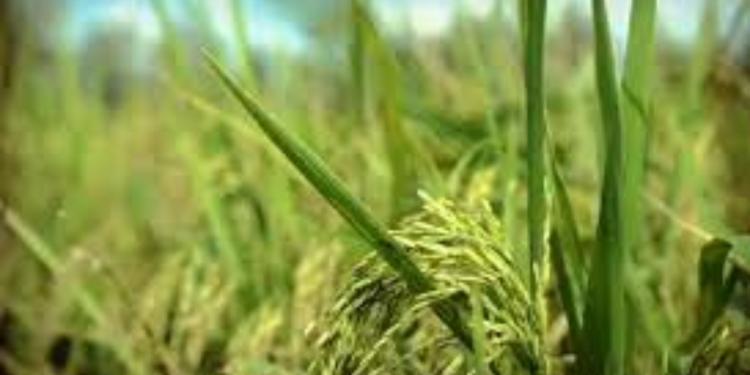 व्यास नगरपालिकाद्वारा कृषकलाई धानको बीउ वितरण