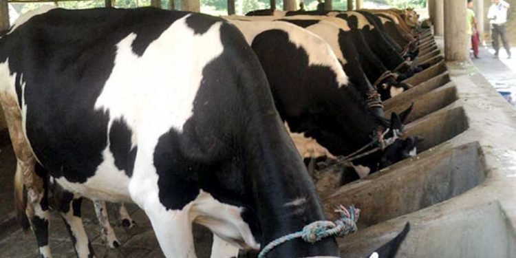 गोठ–गोठमा पशु चिकित्सक र प्राविधिक