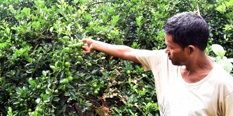 हावाहुरीले कागती खेती नष्ट