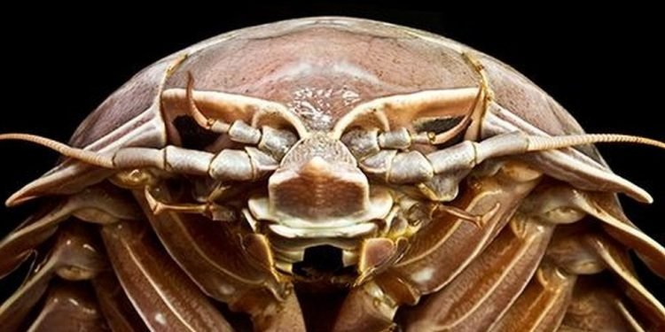 रोचक तथ्यः आँखा बन्द गरेर देख्ने जीव ?