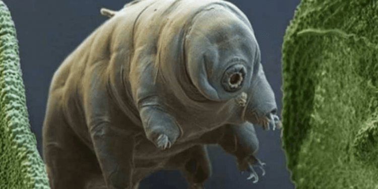 रोचक तथ्यः जीवनभरि केही नखाई बाँच्ने प्राणी ?