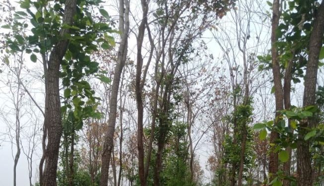 कञ्चनपुरमा रक्तचन्दन र श्रीखण्डको व्यावसायिक खेती