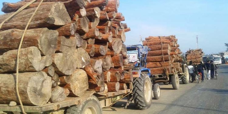 हरेक वर्ष काठको आयात दोब्बरभन्दा बढी