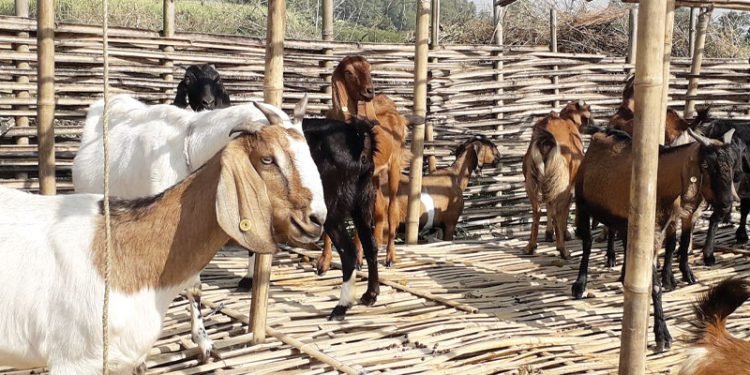 आम्दानीको स्रोत खसीबाख्रा