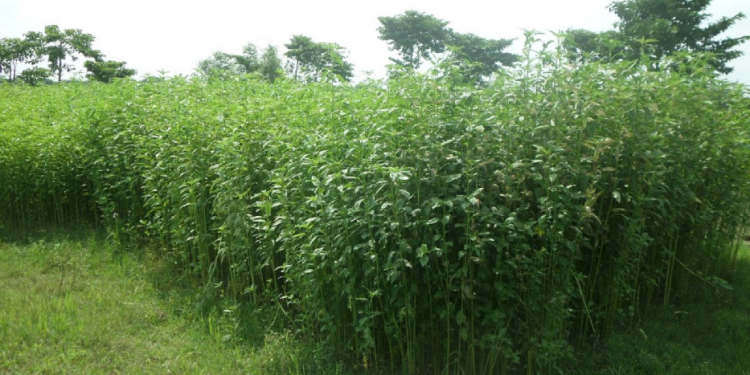 महोत्तरीमा हराउँदै सनपाट खेती