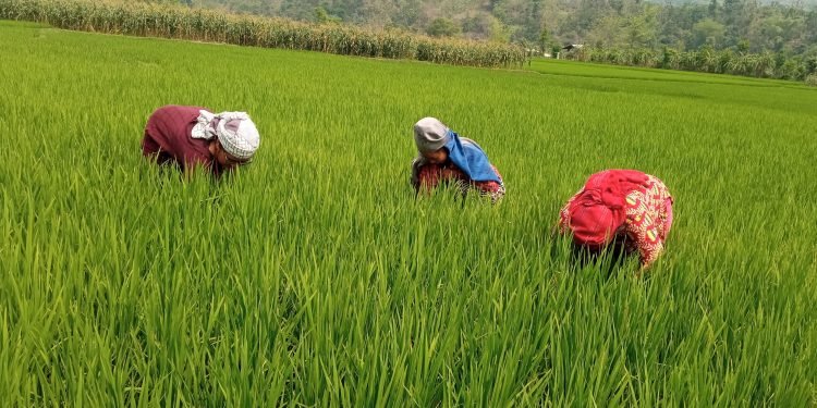 चैतेधानले हरियाली हुने पाल्पाका अधिकांश खेत मकैले भरिन थाले