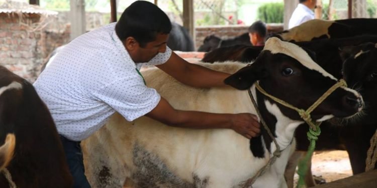 तनहुँका सबै पालिकामा ‘पशुमा पूर्ण खोप’