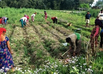 कृषि क्षेत्रको योगदान २४.१ प्रतिशत रहने अनुमान