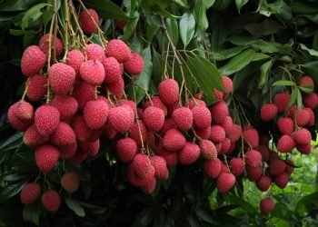 लिची खाँदा ध्यान दिनैपर्ने कुरा